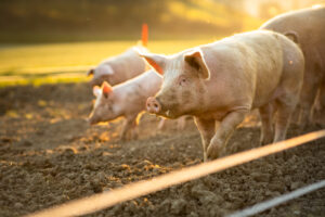 Southeast AgNet | Large Pork Producers Don’t Favor Overturning Prop 12