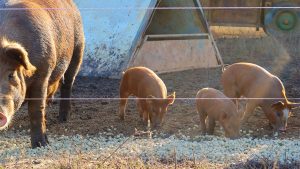 Investigate Midwest | With California’s Prop 12 Now Law, Pork Producers Adapt while Lobbying Groups Continue to Fight