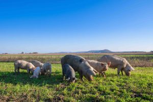 EATS Act Language in House Farm Bill Threatens Consumer Protections, Farmer Opportunities, and Animal Welfare