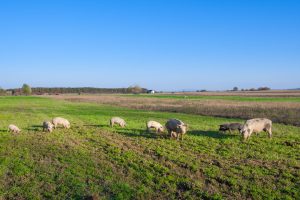 The Washington Times | Will States’ Rights Lose Out to the Meat Industry? (Opinion)