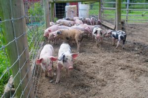 Sentient Media | Meet the Farmers Supporting Prop 12 Despite Pork Industry Pushback