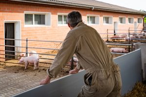 Modern Farmer | Prop 12 Was a Landmark Animal Rights Law. Repealing it Could Hurt Farmers.