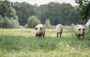 Penn Live | Repealing Proposition 12 During a Trump Trade War 2.0 Would Be the Death Blow for Premium Pork Producer