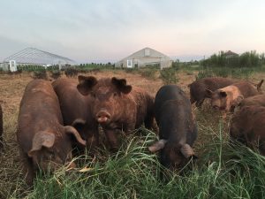 Civil Eats | The Pork Industry Asks Congress to Overturn Prop. 12, a Divisive Animal Welfare Law, Yet Again