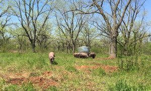 Patch | Congress Must Reject the So-Called “Save Our Bacon Act” in the Farm Bill