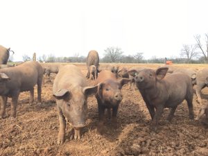 Patch | House Republicans Fight to Protect Food Safety, States’ Rights, and National Security from Save Our Bacon Act