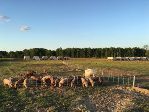 KRCU | Missouri Hog Farmers Join National Fight to Defend Proposition 12