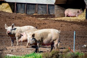 KWTV – News 9 | How the ‘Save Our Bacon Act’ Impacts Oklahoma Farmers