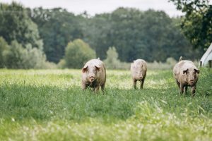 Food Safety News | Massachusetts is taking its victory in Triumph Foods v. Campbell to Washington D.C.