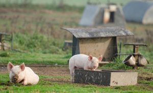 The Gazette | Save Our Bacon Act is the Same Old Sob Story