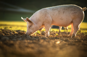 Kirkpatrick Policy Group | Tell Congress to Protect Small Hog Farmers