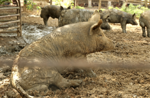 Meatingplace | I’m a Hog Farmer. Here’s Why I Support Prop 12