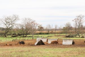 The Citizen’s Voice | Letter: Federal Bills Would Undermine Humane Farming