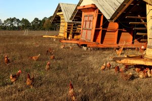 The Hill | Judge Dismisses Trump Administration Lawsuit Over California Egg Prices