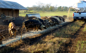 Agri-Pulse | Opinion: Prop 12 Is Good for Farmers. Leave It Alone