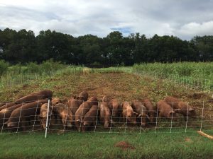 Los Angeles Times | China-Backed Big Pork Wants to Override 63% of California Voters. Even Conservatives Are Mad