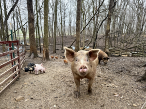 The Post and Courier | Commentary: SC’s Health and Sovereignty at Stake in New Federal Farm Bill