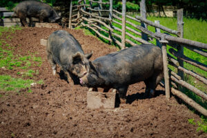 The Herald News | Farm Bill provision threatens Massachusetts animal welfare rules