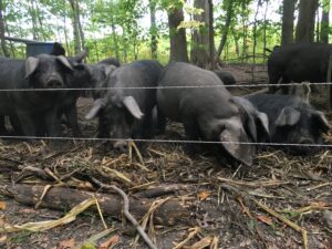 The Salt Lake Tribune | Letter: Utah Leaders Should Stand Up for Family Farmers—Not Greedy Corporations—and Oppose the Save Our Bacon Act