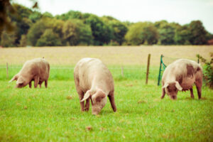Farmers’ Advance | Big Bacon Gang’s farm bill carve-out needs to be carved out