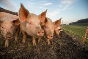 Washington Examiner | Keeping pigs in crates won’t make America healthy