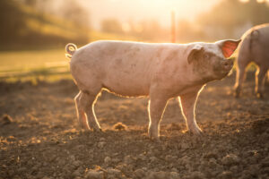 The Tennessean | Opinion: Tennessee consumers don’t want the ‘Save Our Bacon Act’