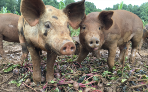 Minnesota Reformer | Farm Bill Should Protect Minnesota Farmers, Not Change the Rules to Advantage Big Ag
