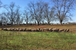 Stateline | Farm Animal Welfare Rules Might Be Rolled Back by Congress