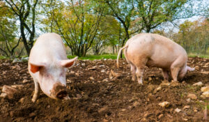 Grist | States Want Transparent Laws Around Animal Agriculture. A Fight in Congress Could Derail That.