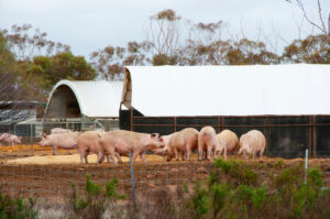 The American Prospect | The Meat Industry’s Tireless Effort to Keep Live Pigs in Coffins