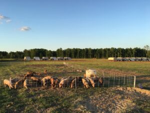The Gazette | Guest Column: Save Our Bacon Act Threatens Farmers, Consumers, Food Safety