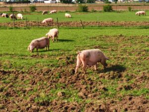 The Gazette | ‘Save Our Bacon Act’ Won’t Save Rural Iowa