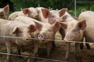 The Kansas City Star | Opinion: Kansan Speaks Out Against the Save Our Bacon Act, but Upholds Animal Welfare