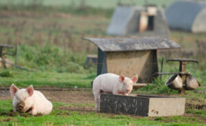 Iowa Starting Line | Iowa Farmers Warn Save Our Bacon Act Could Lead to More Farm Consolidation