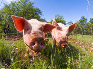 Spectrum News 1 | Wisconsin Farmer Weighs in on Save Our Bacon Act