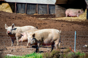 Alter Net | Two-Legged Hogs Trying to Rule Ag Policy